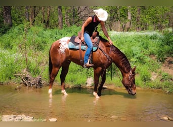 Appaloosa, Caballo castrado, 7 años, 163 cm, Alazán-tostado