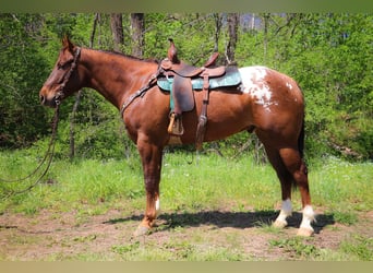 Appaloosa, Caballo castrado, 7 años, 163 cm, Alazán-tostado