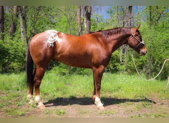 Appaloosa, Caballo castrado, 7 años, 163 cm, Alazán-tostado