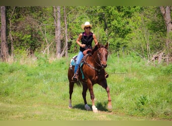 Appaloosa, Caballo castrado, 7 años, 163 cm, Alazán-tostado