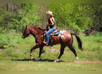 Appaloosa, Caballo castrado, 7 años, 163 cm, Alazán-tostado