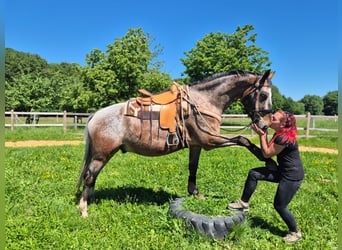 Appaloosa, Caballo castrado, 7 años, 163 cm, Atigrado/Moteado