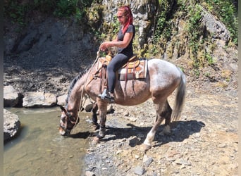 Appaloosa, Caballo castrado, 7 años, 163 cm, Atigrado/Moteado
