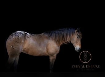 Appaloosa, Caballo castrado, 7 años, 163 cm, Buckskin/Bayo