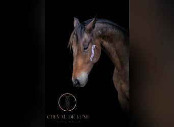 Appaloosa, Caballo castrado, 7 años, 163 cm, Buckskin/Bayo