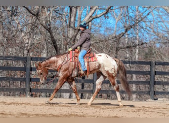 Appaloosa, Caballo castrado, 7 años, 165 cm