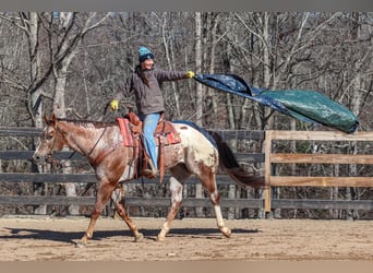 Appaloosa, Caballo castrado, 7 años, 165 cm