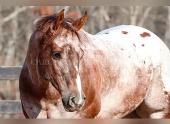 Appaloosa, Caballo castrado, 7 años, 165 cm