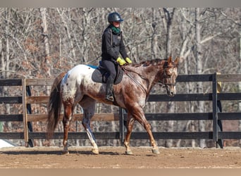 Appaloosa, Caballo castrado, 7 años, 165 cm