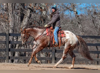 Appaloosa, Caballo castrado, 7 años, 165 cm