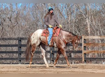 Appaloosa, Caballo castrado, 7 años, 165 cm