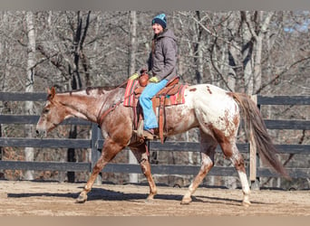 Appaloosa, Caballo castrado, 7 años, 165 cm