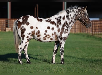 Appaloosa, Caballo castrado, 7 años, Alazán-tostado