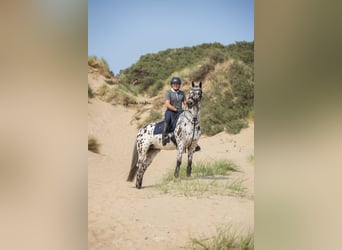 Appaloosa Mestizo, Caballo castrado, 7 años, Atigrado/Moteado