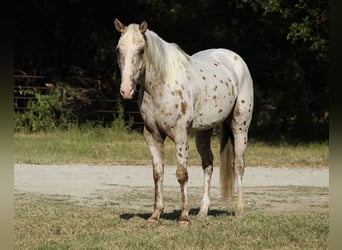 Appaloosa, Caballo castrado, 7 años, Palomino