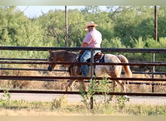 Appaloosa, Caballo castrado, 7 años, Ruano alazán