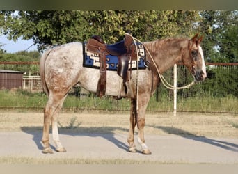 Appaloosa, Caballo castrado, 7 años, Ruano alazán