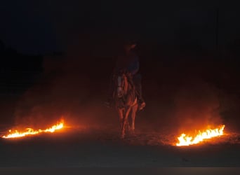 Appaloosa, Caballo castrado, 7 años, Ruano alazán