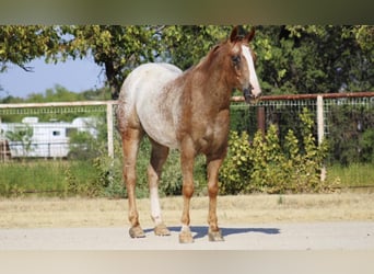 Appaloosa, Caballo castrado, 7 años, Ruano alazán