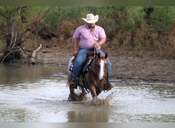 Appaloosa, Caballo castrado, 7 años, Ruano alazán