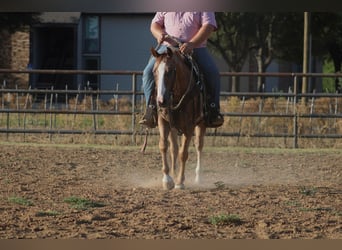 Appaloosa, Caballo castrado, 7 años, Ruano alazán