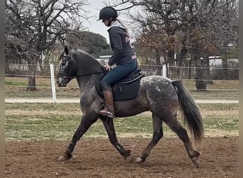 Appaloosa, Caballo castrado, 7 años, Tordo