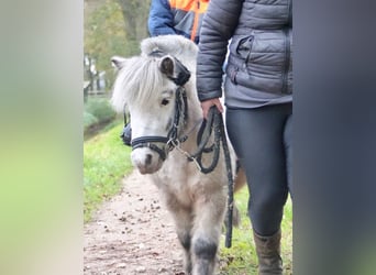 Appaloosa, Caballo castrado, 8 años, 100 cm, Pío