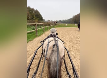 Appaloosa, Caballo castrado, 8 años, 100 cm, Pío