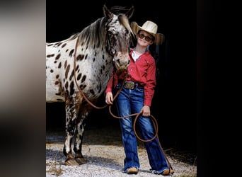 Appaloosa, Caballo castrado, 8 años, 135 cm, Alazán-tostado