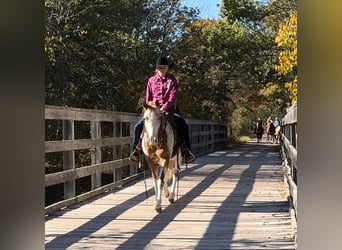 Appaloosa, Caballo castrado, 8 años, 135 cm, Ruano alazán