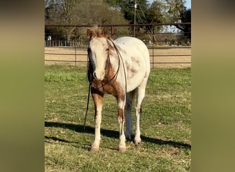 Appaloosa, Caballo castrado, 8 años, 135 cm, Ruano alazán