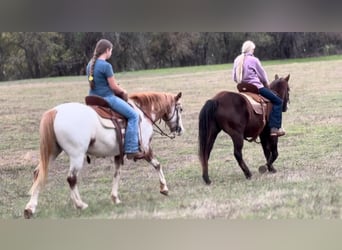 Appaloosa, Caballo castrado, 8 años, 135 cm, Ruano alazán