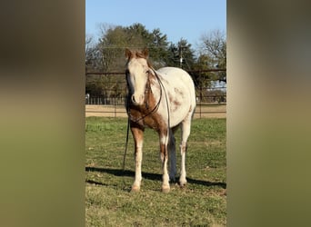 Appaloosa, Caballo castrado, 8 años, 135 cm, Ruano alazán