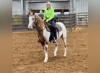 Appaloosa, Caballo castrado, 8 años, 135 cm, Ruano alazán