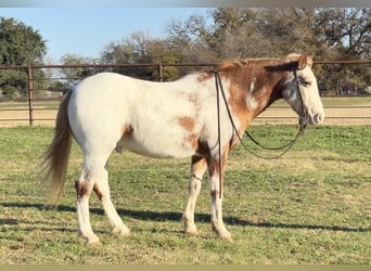 Appaloosa, Caballo castrado, 8 años, 135 cm, Ruano alazán