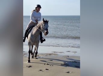Appaloosa, Caballo castrado, 8 años, 143 cm, Atigrado/Moteado