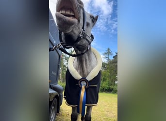 Appaloosa, Caballo castrado, 8 años, 143 cm, Atigrado/Moteado
