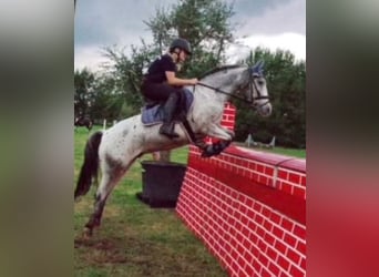 Appaloosa, Caballo castrado, 8 años, 143 cm, Atigrado/Moteado