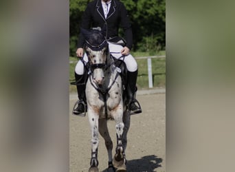 Appaloosa, Caballo castrado, 8 años, 144 cm, Atigrado/Moteado