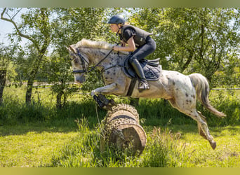 Appaloosa, Caballo castrado, 8 años, 144 cm, Atigrado/Moteado