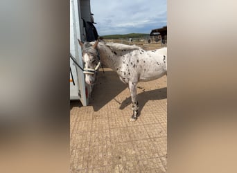 Appaloosa, Caballo castrado, 8 años, 144 cm, Atigrado/Moteado