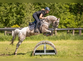 Appaloosa, Caballo castrado, 8 años, 144 cm, Atigrado/Moteado