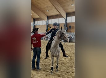 Appaloosa, Caballo castrado, 8 años, 144 cm, Atigrado/Moteado