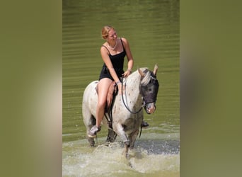 Appaloosa, Caballo castrado, 8 años, 144 cm, Atigrado/Moteado