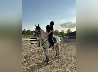 Appaloosa, Caballo castrado, 8 años, 144 cm, Atigrado/Moteado