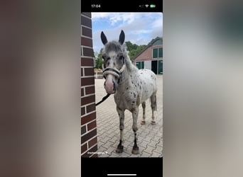 Appaloosa, Caballo castrado, 8 años, 144 cm, Atigrado/Moteado