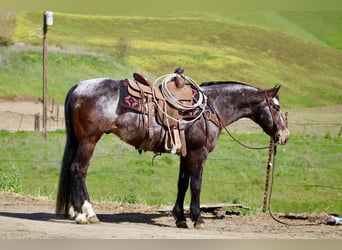 Appaloosa, Caballo castrado, 8 años, 147 cm, Castaño rojizo