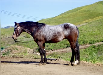 Appaloosa, Caballo castrado, 8 años, 147 cm, Castaño rojizo