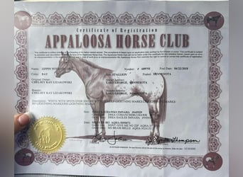 Appaloosa, Caballo castrado, 8 años, 150 cm, Atigrado/Moteado