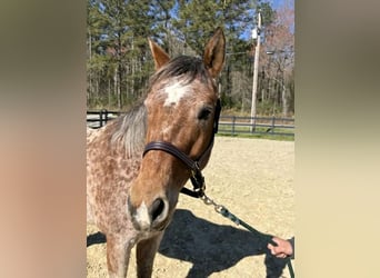 Appaloosa, Caballo castrado, 8 años, 152 cm, Musgo marrón